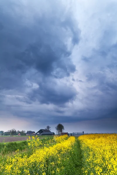 Dramatic stormy sky over rapeseed flower field — Stock Photo, Image