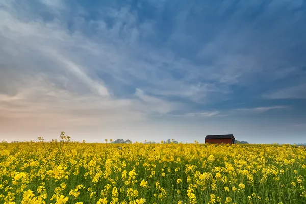 Gula raps blomma fältet vid solnedgången — Stockfoto