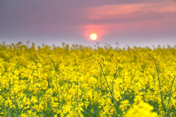 Warmer Sonnenuntergang über gelben Rapsblüten — Stockfoto