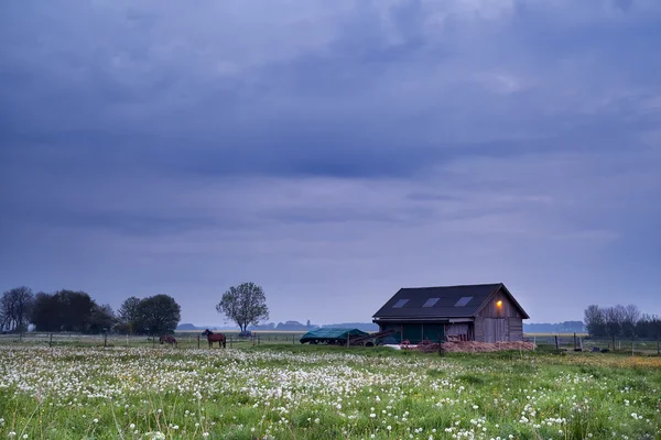 Caballo sobre los pastos de diente de león al atardecer —  Fotos de Stock