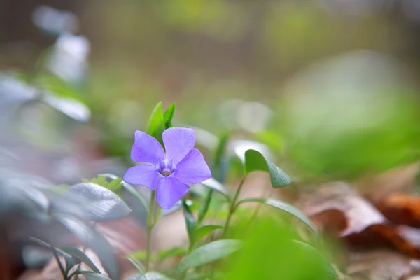 Vinca,  periwinkle flower in green forest — Stock Photo, Image