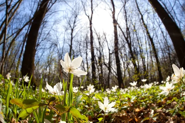 Snowdrop anemone flowers in sunny forest — Stock Photo, Image