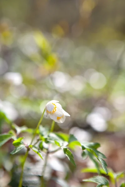 Chute de neige fleurs anémones au soleil — Photo