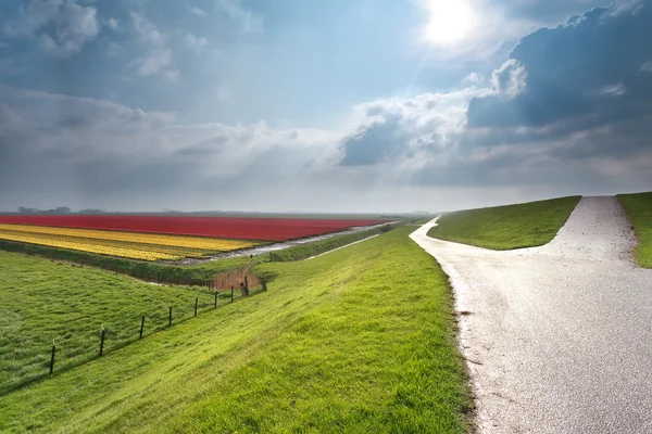 Sole su terreni agricoli olandesi con campo di tulipani — Foto Stock