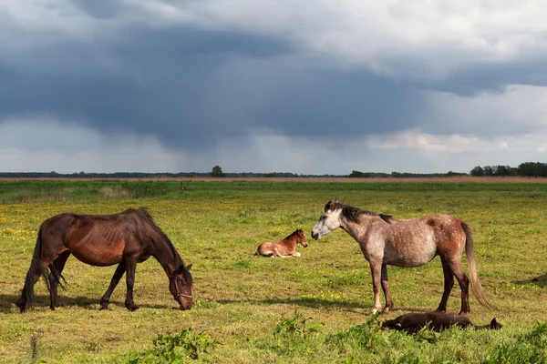 Pocos caballos y potros en los pastos — Foto de Stock