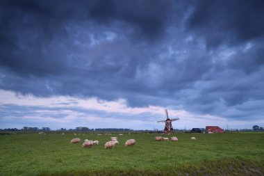 mera ve yel değirmeni koyun