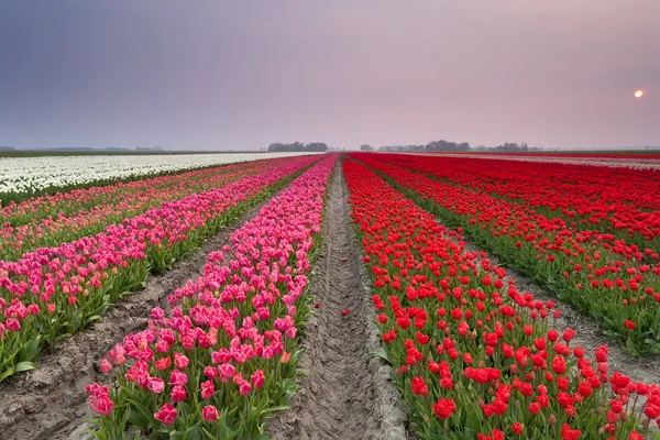 Belo pôr do sol sobre campos de tulipas coloridos — Fotografia de Stock