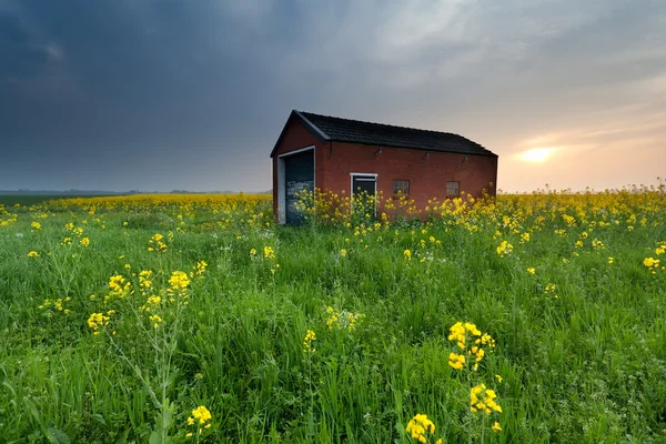 Solnedgång över bondgård på raps blomma fält — Stockfoto