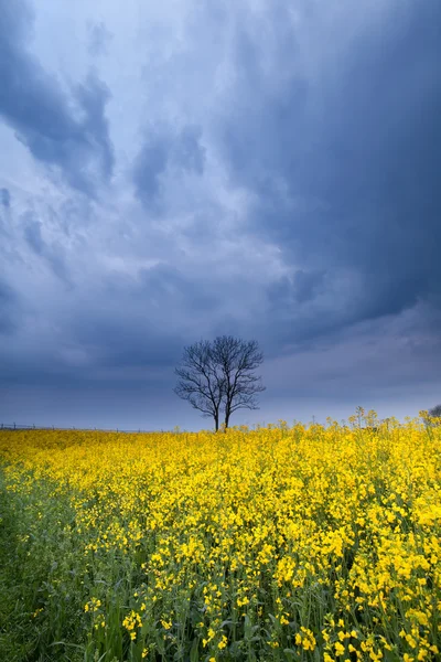 Stürmischer Himmel über gelbem Rapsblumenfeld — Stockfoto