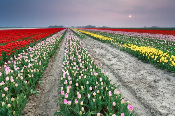 Coucher de soleil sur un champ de tulipes coloré — Photo
