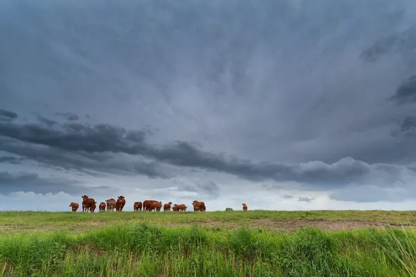 Peu de vaches sur les pâturages et le ciel orageux — Photo