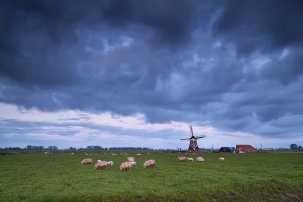 Fåren på bete och väderkvarn — Stockfoto