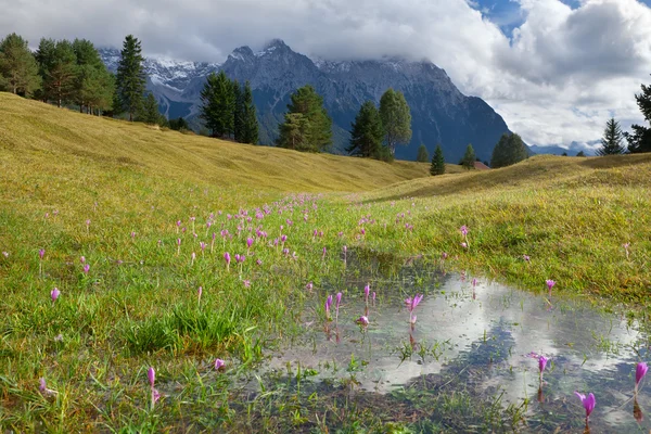 Цветущие крокус цветы на альпийских лугах — стоковое фото