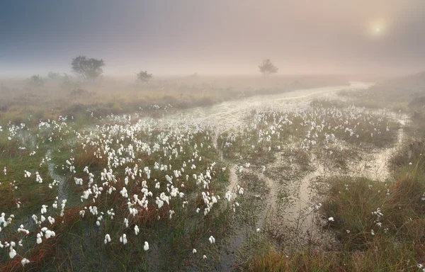 Nebuloso nascer do sol sobre o pântano com grama de algodão — Fotografia de Stock