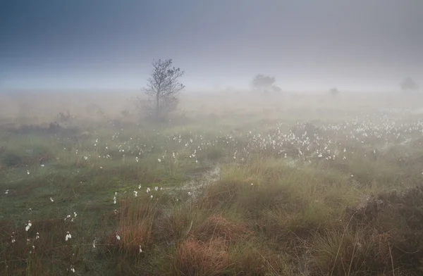 Grama de algodão em pântano em nevoeiro denso — Fotografia de Stock