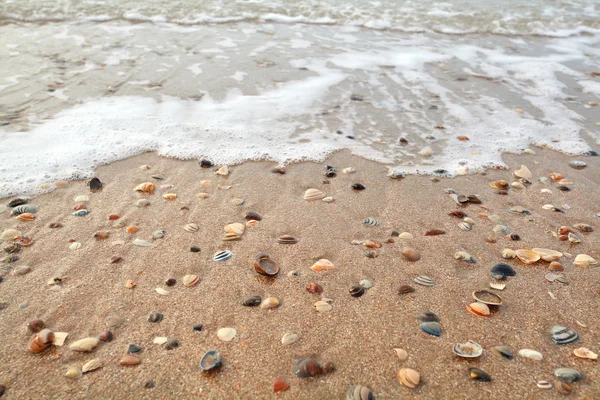 Skjell av bløtdyr på sandstrand og hav – stockfoto