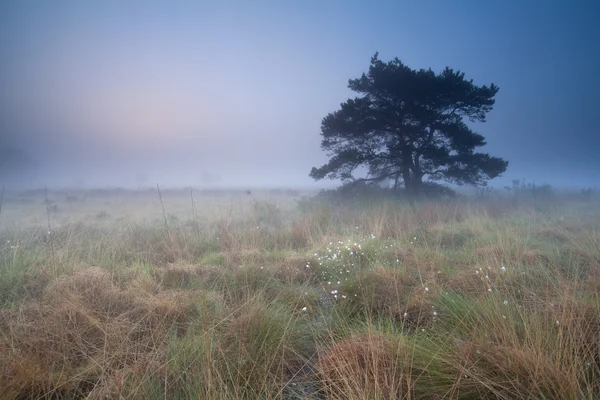 Marsh ködös napkeltekor Pine fa — Stock Fotó
