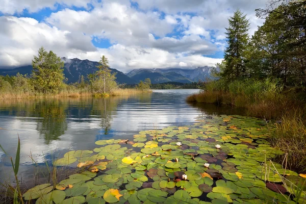 Alpine lake Barmsee with water lily flowers — Stock Photo, Image