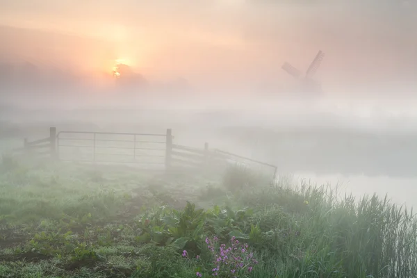 Золотой туманный восход солнца над голландской фермой с ветряной мельницей — стоковое фото