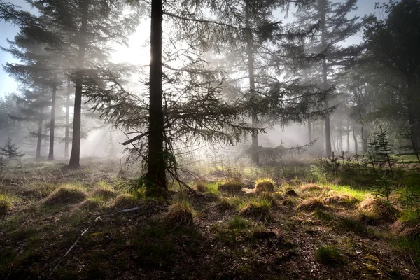 Солнечные лучи в утреннем туманном лесу — стоковое фото