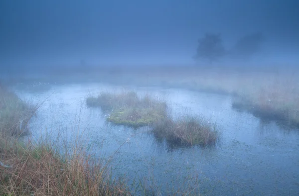 Болото в густом утреннем тумане — стоковое фото