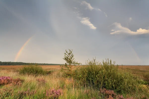 Regenbogen über Sumpf im Sommer — Stockfoto