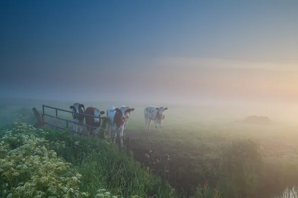 Kühe auf der Weide bei nebligem Sonnenaufgang — Stockfoto