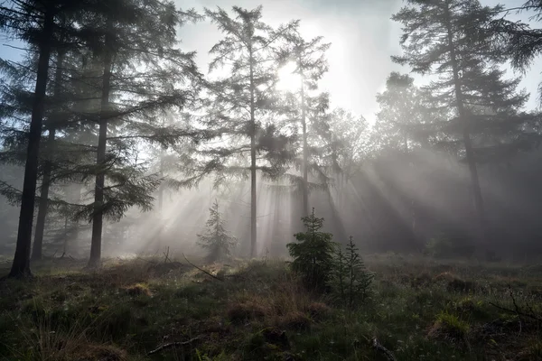 Morning sunbeams in coniferous forest — Stock Photo, Image