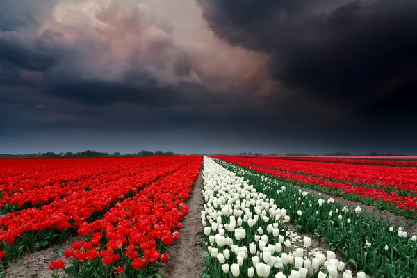 Dark stormy clouds over tulip field — Stock Photo, Image