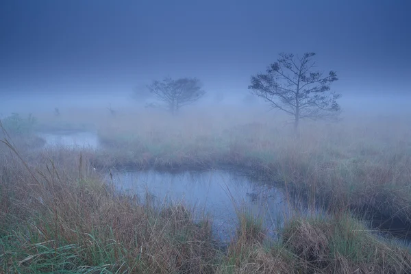 Pinos en el pantano en la niebla del atardecer —  Fotos de Stock