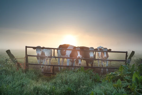 Vacas en pastos brumosos detrás de la cerca —  Fotos de Stock