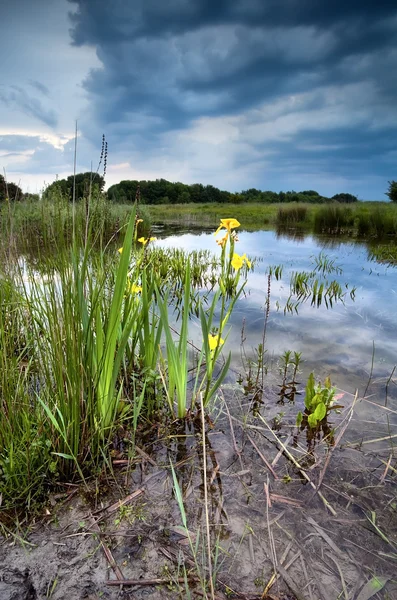 Flores silvestres amarillas en el estanque en la tormenta — Foto de Stock