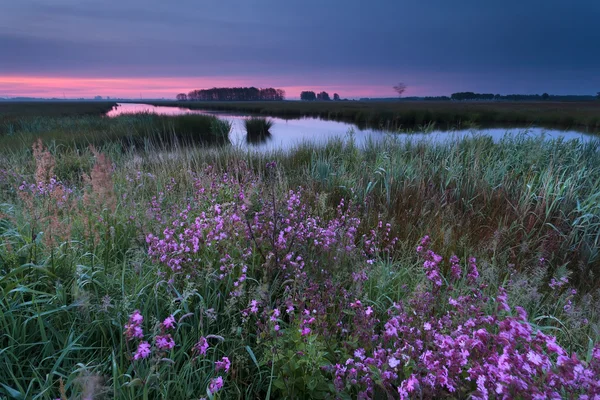 Nascer do sol sobre flores silvestres por rio — Fotografia de Stock