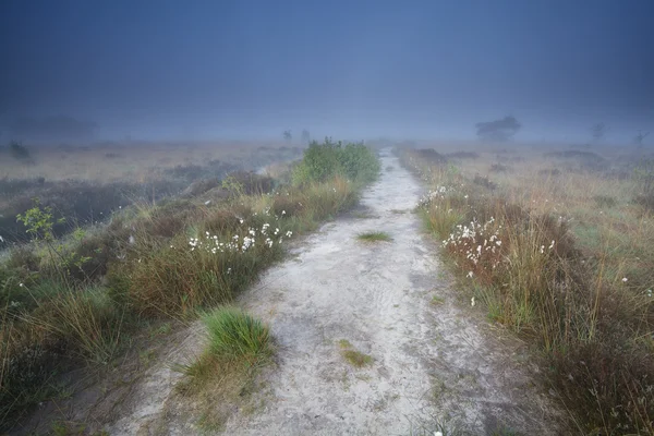 Wąską ścieżką na bagno w mgliste rano — Zdjęcie stockowe