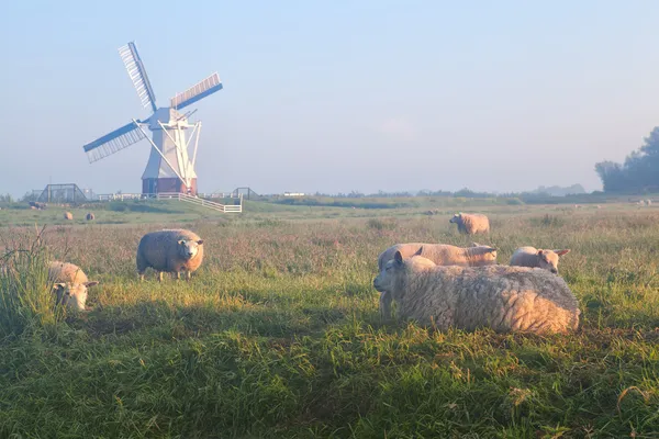 Pecora e agnello sul pascolo nebbioso — Foto Stock