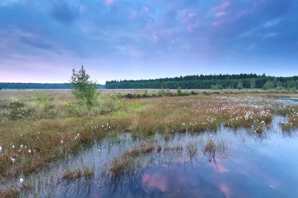 Zonsopgang boven moeras met wild katoen gras — Stockfoto