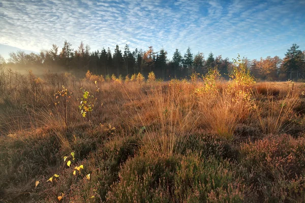 Goldener Herbstmorgen auf Sumpfland — Stockfoto