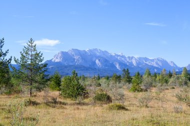 Genç orman ve görünümü üzerinde alps