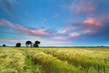 Günbatımında buğday alan üzerine yaz