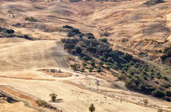 Schafherde auf spanischen Hügeln — Stockfoto
