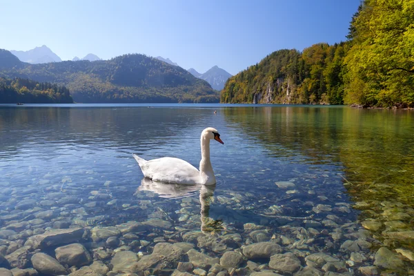 Bílá Labuť na alpské jezero — Stock fotografie