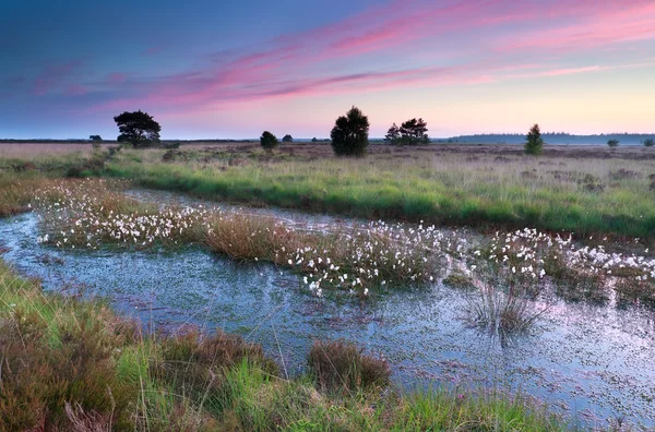 Восход солнца над болотом с хлопковой травой — стоковое фото