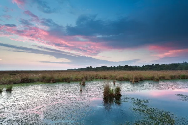 Tramonto sulla palude selvaggia in estate — Foto Stock