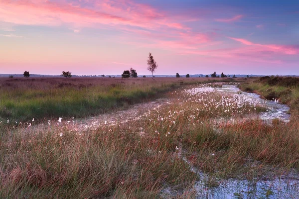 Hermoso amanecer sobre pantano en verano — Foto de Stock