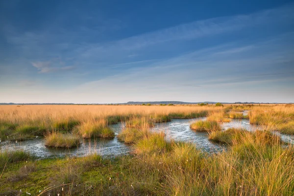 Sol de oro sobre pantano — Foto de Stock