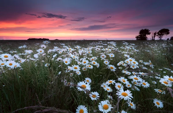 Puesta de sol sobre el campo de flores de camomilr — Foto de Stock