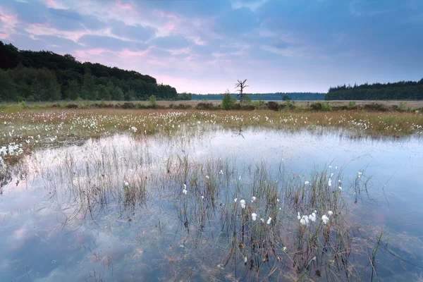 Východ slunce nad bažiny s bavlnou tráva — Stock fotografie