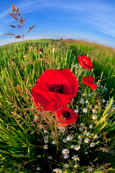 Röd vallmo blomma via fisk eye — Stockfoto