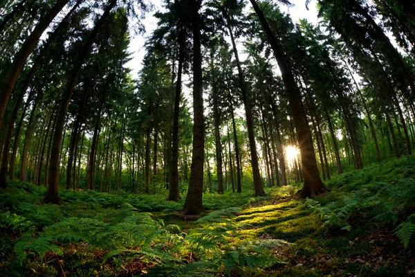 Sol da manhã na floresta de coníferas — Fotografia de Stock