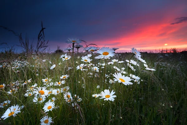 Dramatischer Sonnenuntergang über dem Kamillenfeld — Stockfoto